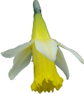 Jonquille