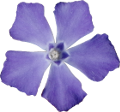 Petite pervenche