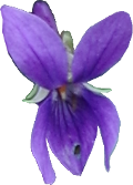 Violette odorante